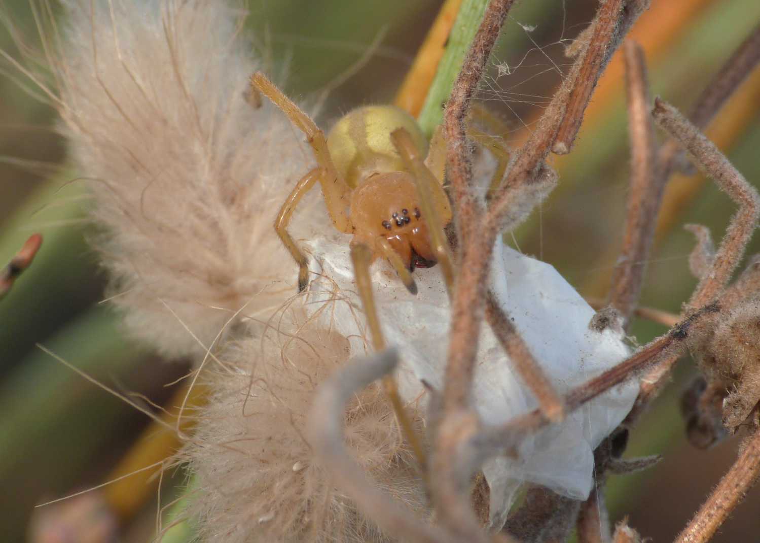 Cheiracanthium punctorium